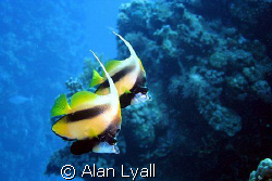 Red Sea bannerfish - Canon EOS350D; EF-S 18-55mm (set at ... by Alan Lyall 
